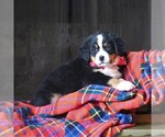 Small Photo #2 Bernese Mountain Dog Puppy For Sale in FREDERICKSBRG, PA, USA
