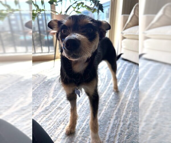Medium Photo #3 Mutt Puppy For Sale in Bellevue, WA, USA