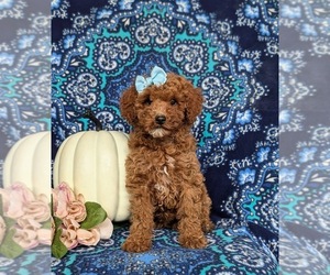 Poodle (Miniature) Puppy for sale in LEOLA, PA, USA