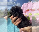 Small Photo #4 Shih Tzu Puppy For Sale in LEHIGH ACRES, FL, USA