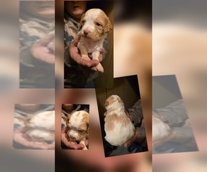Brittany Puppy for sale in MOHAWK, NY, USA