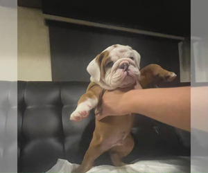 Medium English Bulldog