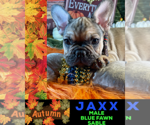French Bulldog Puppy for sale in HEATHROW, FL, USA