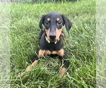 Image preview for Ad Listing. Nickname: Yellow Collar