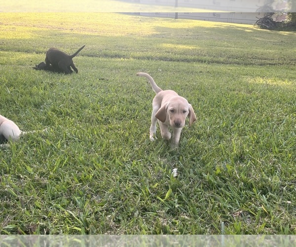Medium Photo #3 Labrador Retriever Puppy For Sale in PETERSBURG, TN, USA