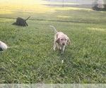 Small #2 Labrador Retriever