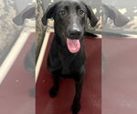 Small #3 Mutt