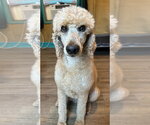 Small #7 Poodle (Standard)