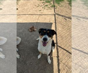 Australian Shepherd-Redbone Coonhound Mix Dogs for adoption in Silver Spring, MD, USA