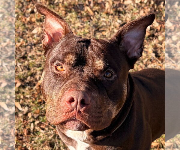 Medium Photo #4  Puppy For Sale in , 