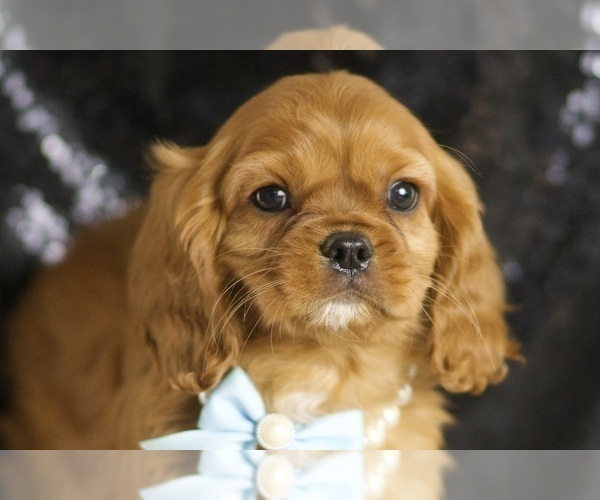 Medium Photo #2 Cavalier King Charles Spaniel Puppy For Sale in WARSAW, IN, USA