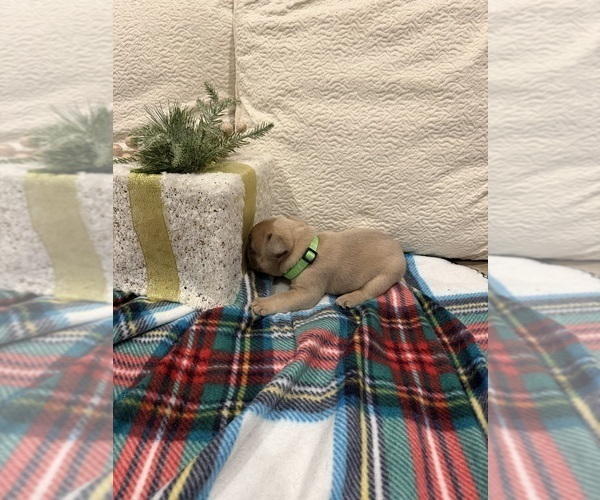 Medium Photo #10 French Bulldog Puppy For Sale in SACRAMENTO, CA, USA