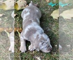Small #3 Catahoula Leopard Dog