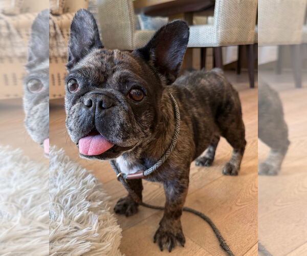 Medium Photo #3 French Bulldog-Unknown Mix Puppy For Sale in Lake Forest, CA, USA