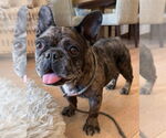 Small #2 French Bulldog Mix