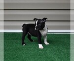 Small Photo #3 Boston Terrier Puppy For Sale in MACON, GA, USA