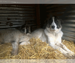 Small Photo #7 Great Pyrenees Puppy For Sale in Bend, OR, USA