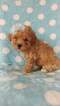 Small Photo #2 Lhasa-Poo Puppy For Sale in LANCASTER, PA, USA