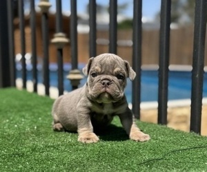 English Bulldog Puppy for sale in CHARLESTON, SC, USA