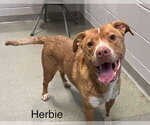 Small #10 Labrador Retriever Mix