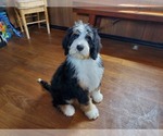 Puppy Burberry Bernedoodle