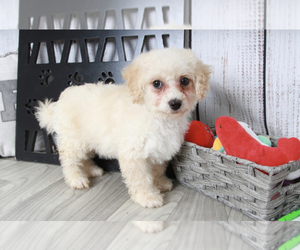 Miniature Bernedoodle Puppy for sale in MARIETTA, GA, USA