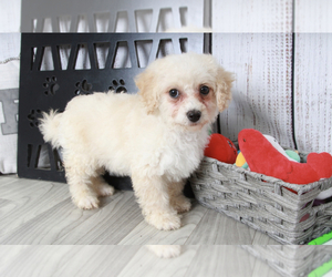 Medium Miniature Bernedoodle