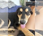 Small #1 Huskies -Retriever  Mix