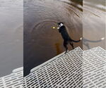 Small #3 Collie-Labrador Retriever Mix