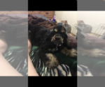 Small Photo #1 Cocker Spaniel Puppy For Sale in BEEVILLE, TX, USA