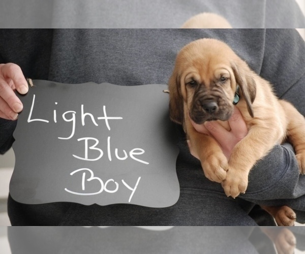 Medium Photo #6 Bloodhound Puppy For Sale in GOSHEN, IN, USA