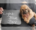 Small Photo #6 Bloodhound Puppy For Sale in GOSHEN, IN, USA