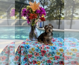 Yorkshire Terrier Puppy for sale in ORLANDO, FL, USA