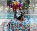 Small Yorkshire Terrier