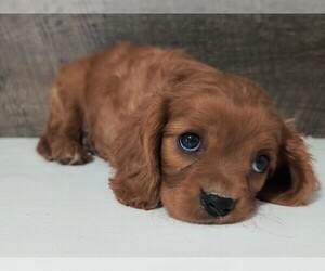 Cavalier King Charles Spaniel Puppy for sale in CLARK, MO, USA