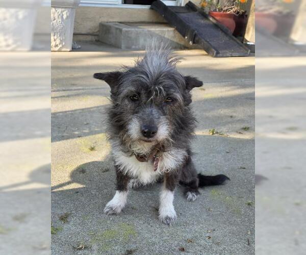 Medium Photo #3 Mutt Puppy For Sale in Oakley, CA, USA