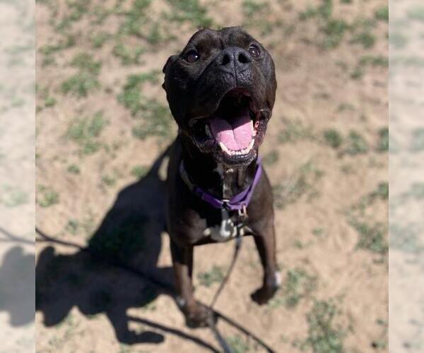 Medium Photo #2 Mutt Puppy For Sale in Fort Collins, CO, USA