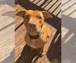 Small #4 American Pit Bull Terrier Mix