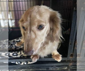 Dachshund Dogs for adoption in Oakland Park, FL, USA