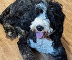Small Photo #1 Sheepadoodle Puppy For Sale in INDEPENDENCE, MO, USA