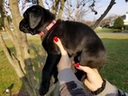 Small #1 Cane Corso