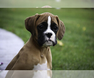 Boxer Puppy for sale in SHIPSHEWANA, IN, USA