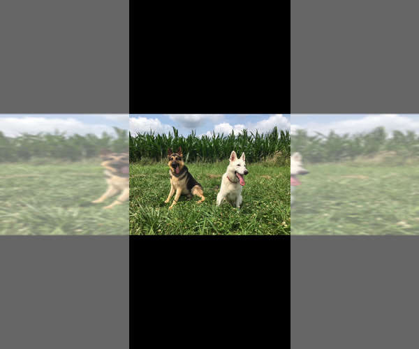 Medium Photo #1 German Shepherd Dog Puppy For Sale in SPRINGFIELD, IL, USA