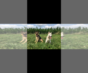 German Shepherd Dog Puppy for sale in SPRINGFIELD, IL, USA