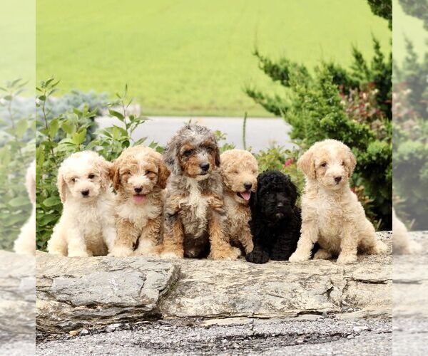 Medium Photo #4 Goldendoodle (Miniature) Puppy For Sale in LITITZ, PA, USA