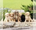 Small #3 Goldendoodle (Miniature)