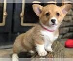 Small Photo #2 Pembroke Welsh Corgi Puppy For Sale in OMAHA, AR, USA