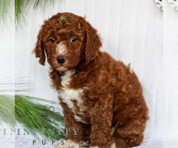 Medium Photo #4 Goldendoodle (Miniature) Puppy For Sale in LITITZ, PA, USA