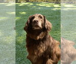 Small #4 Labrador Retriever Mix