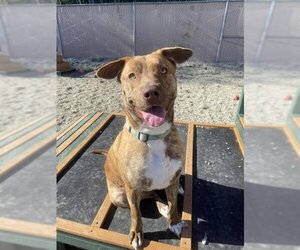 Staffordshire Bull Terrier Dogs for adoption in Palmetto, FL, USA
